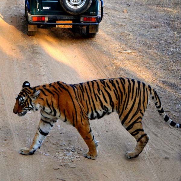 Ranthambore Tiger Safari Tour Package