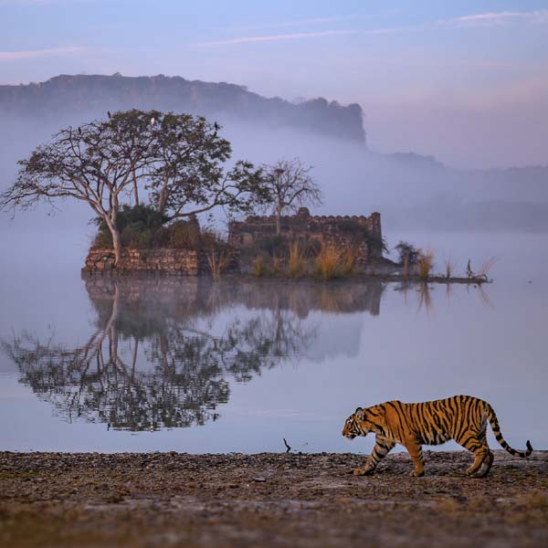 5 Days Jaipur Ranthambore Tour Package