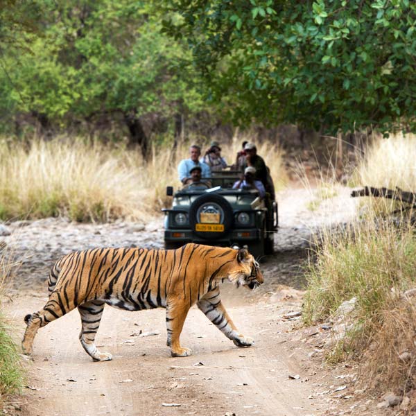 Jeep Safari in Ranthambore