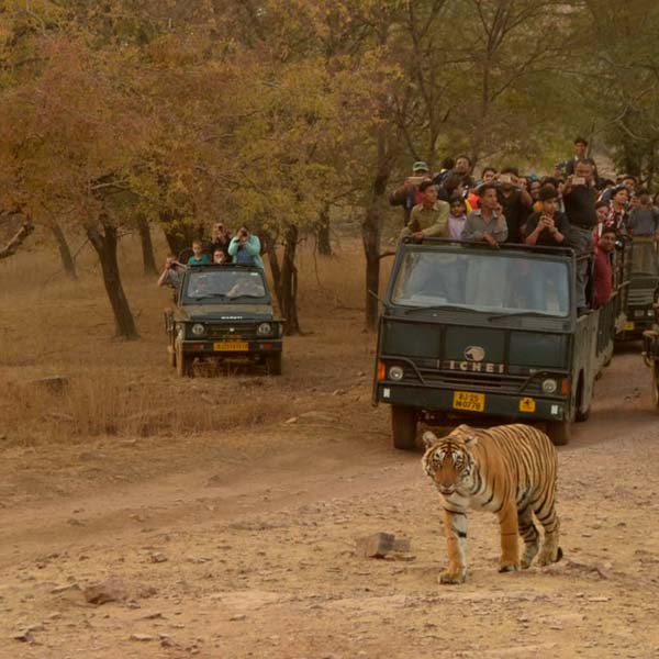 Ranthambore Photography Tour Package