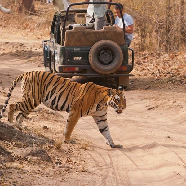 Ranthambore National Park